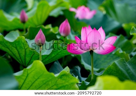 Beautiful lotus photography pictures in the Lake