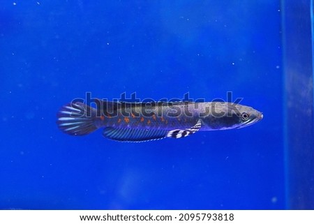 close up and selective focus Channa Bleheri Fish or Rainbow snakehead in the freshwater