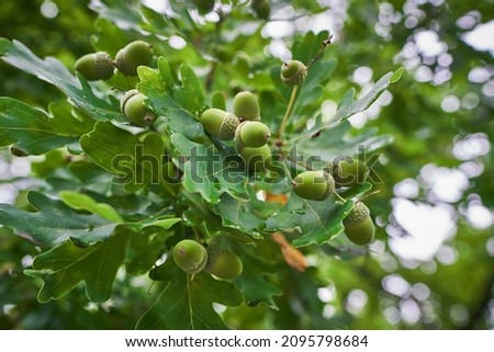 Close up picture on the stick of european oak tree with bunch of green unriped acorns in the summer day taken in Czech Republic, Europe. Nice example of the wood natural winter food for wild animals.