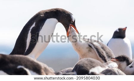 A closeup of gentoo penguins under the sunlight in Antarctica with a blurry background