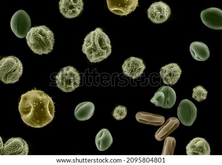 Electron scanning microscope micrographs of pollen from different plants. Royalty-Free Stock Photo #2095804801