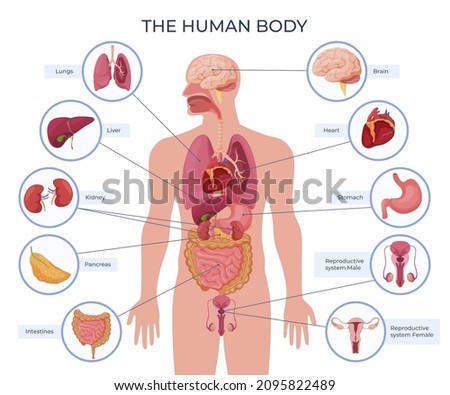 Internal human body organ location scheme infographic visual, teaching aid, study guide vector flat illustration. Inside anatomical structure diagram with names isolated. Medical info learning Royalty-Free Stock Photo #2095822489