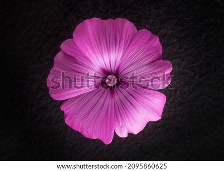 Studio shot of flower on a black background. Flat lay, top view.