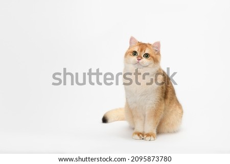 Scottish shorthair cat sitting down Royalty-Free Stock Photo #2095873780