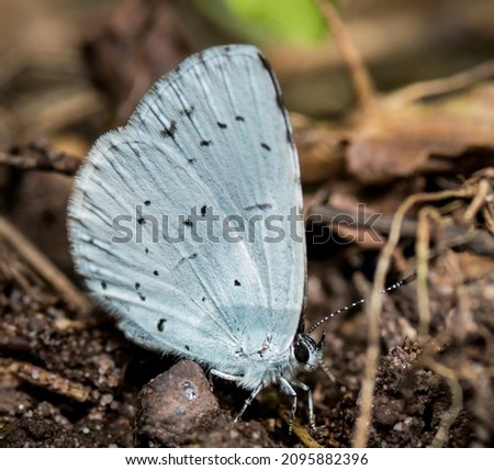 A selective focus shot of white butterfly on the ground