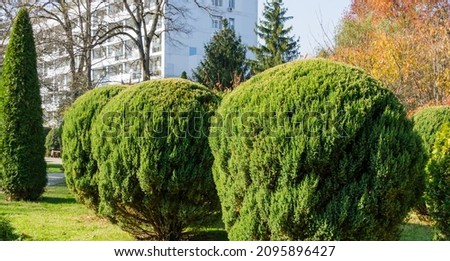 Topiary art of juniper on the autumn city street. Formed evergreens in resort area of Goryachiy Klyuch. Krasnodar region. Nature concept for design.