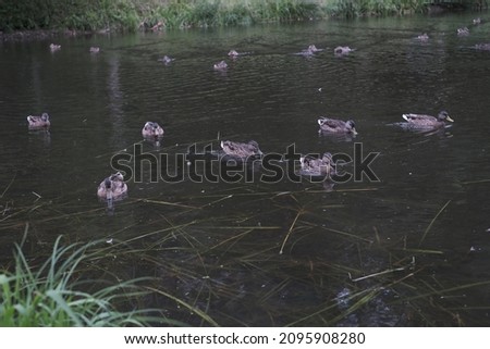 Ducks in the pond of the park in Pavlovsk
