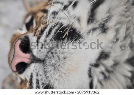 The tiger is a species of predatory mammals of the feline family, one of five representatives of the panther genus (Latin Panthera), which belongs to the subfamily of big cats. 