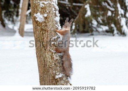 Squirrel in the winter forest