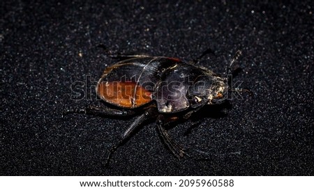 Closeup of Neolucanus parryi or Borneo stag beetle on dark background