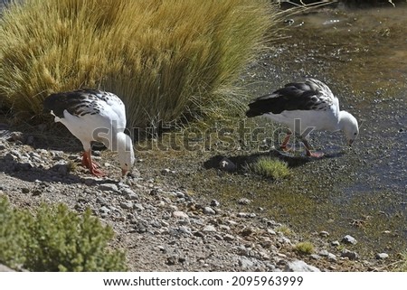 A beautiful shot of two Andean geese walking on the coast of the lake near the Atacama desert in Chile