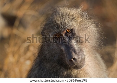 portrait of a female baboon in the Kruger National Park