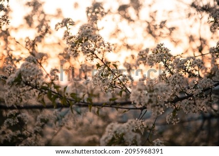 Branches with blossom buds on sunset. Spring nature background. Cherry blossom. First spring flowers for a post, screensaver, wallpaper, postcard, poster, banner, cover, website.
