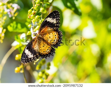 butterfly caught on flower green blurry leaf background