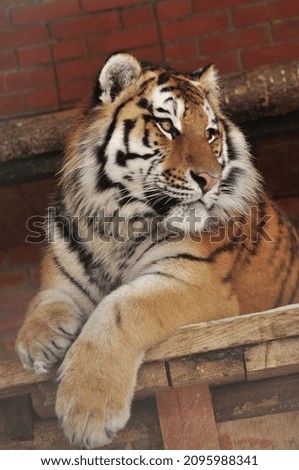 The tiger is a species of carnivorous mammals of the feline family, one of five representatives of the panther genus