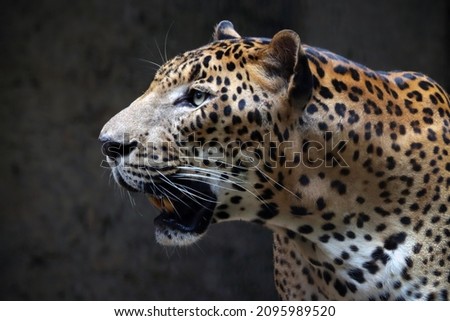 Closeup head Leopard, Graceful leopard lies in a cage in the zoo, Portrait of Leopard, closeup head of  leopard