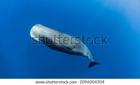 Sperm whale off the coast of Roseau, Dominica, in the Caribbean Sea Royalty-Free Stock Photo #2096004304