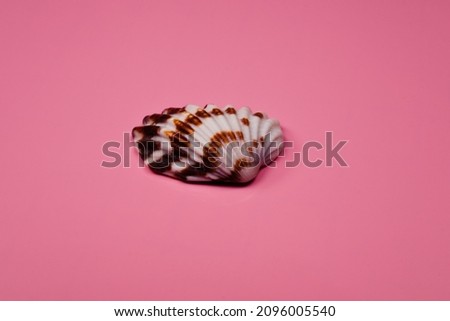 Ark clam shell on pink background