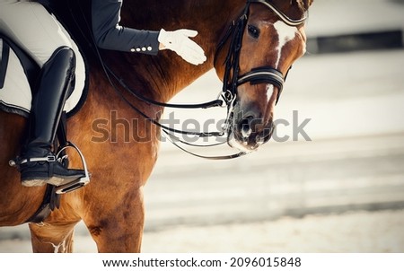 Equestrian sport. Praise the horse. Portrait sports stallion in the bridle. The leg of the rider in the stirrup, riding on a red horse. Dressage of the bay horse in the arena. Horseback riding. Royalty-Free Stock Photo #2096015848