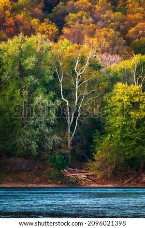 A vertical shot of autumn colors along the Potomac River