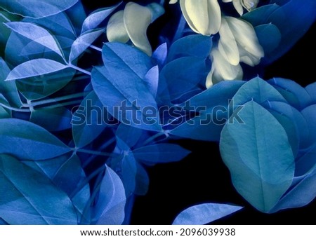 Laburnum branch decorative shrub nature background. Bright  flowers and blue leaves on black background. Flora glitch effect wallpaper.