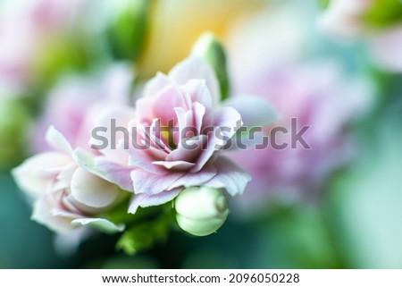 Macro shots of pink flowers dreamy background, close up, screen saver, desktop, kalanchoe,  deliberate blurred background.