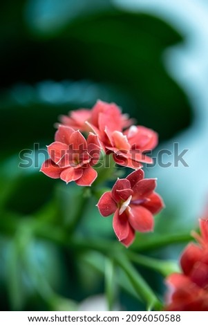 Macro photo of red flowers dreamy background, close up, screen saver, desktop, kalanchoe,  deliberate blurred background.