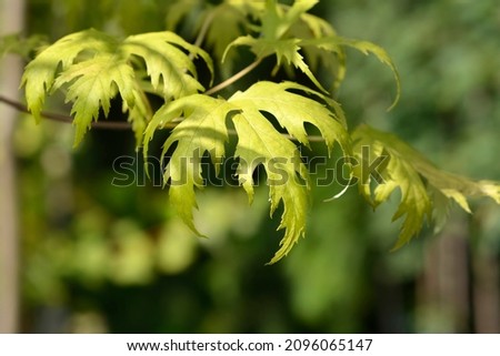Wier Silver maple leaves - Latin name - Acer saccharinum Wieri Royalty-Free Stock Photo #2096065147
