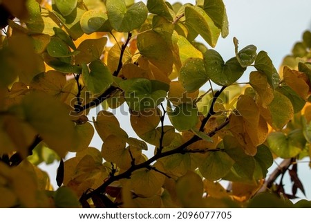 Green and yellow  leaves  from Cercis siliquastrum tree. Autumn scenery Royalty-Free Stock Photo #2096077705