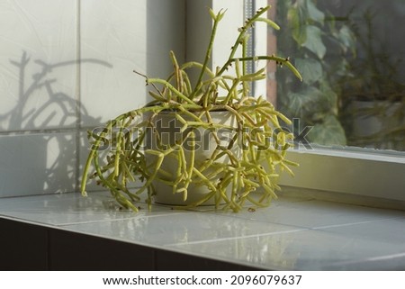 Rhipsalis baccifera subs. shaferi, mistletoe cactus with fruit in a white pot. White tiled windowsill, window, December, Netherlands. Epiphytic or saxicolous cactus                               