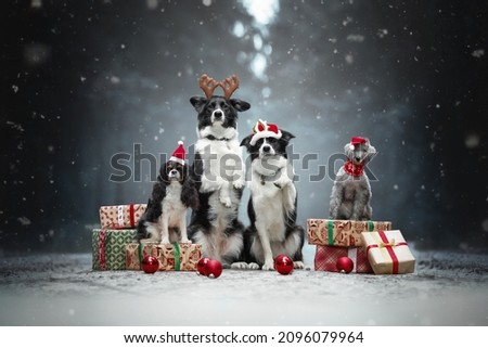 christmas black and white dogs in snow winter forest with presents, santa red hat, balls, deer horns