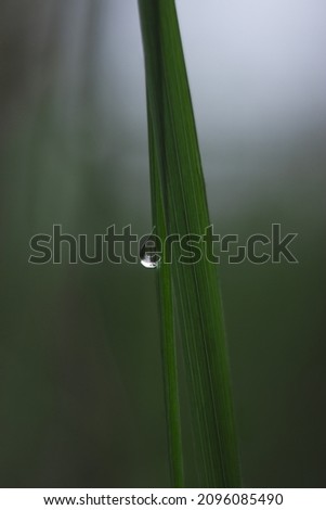 A drop of dew on the bright green grass in the field on a dark blurry background