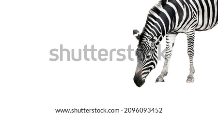 African zebra on a white background.
