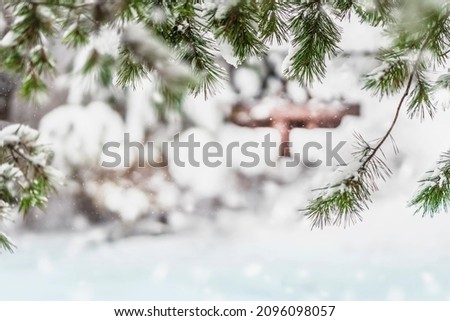 Green evergreen coniferous fir branches in a snowy park, natural winter background, copy space