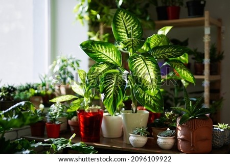 Florist or botany concept: decorative plants in pots on a table in flower shop. Artificial plants in the interior of greenhouse. Natural flora background. High quality photo Royalty-Free Stock Photo #2096109922