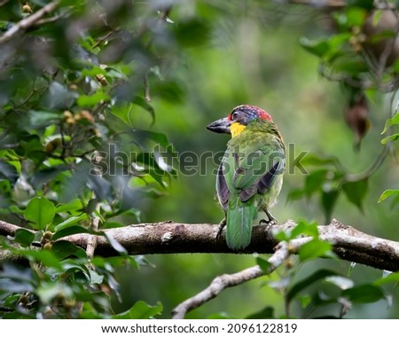 Gold-whiskered Barbet perching eye level on tree branch