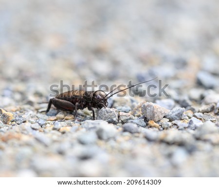 Wildlife Macro Picture of a Cricket Insect in Germany on stones