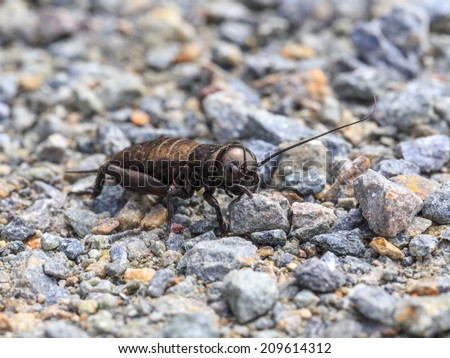 Wildlife Macro Picture of a Cricket Insect in Germany on stones