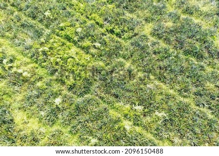 Aerial view of pineapple cultivation in a farm at Thiruvankulam, Kerala, India