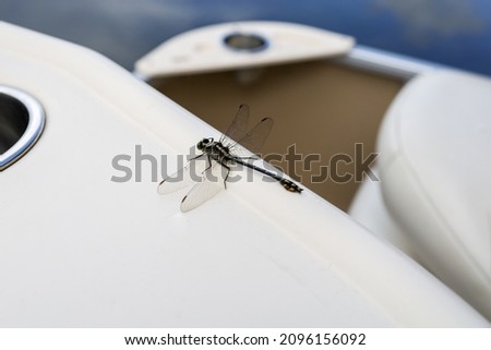 Dragonfly rests on a boat floating in the water.  Selective focus on the dragonfly highlights details in the wings, body and legs.