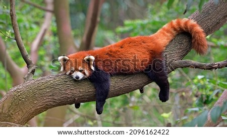 Red panda at the Chengdu Panda Base in Sichuan province, China Royalty-Free Stock Photo #2096162422