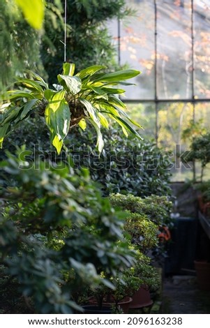 Deciduous plants growing in greenhouse covered with green foliage during autumn season outdoors. Exotic trees and bushes inside old orangery. Winter garden interior with potted flowers. Botany concept Royalty-Free Stock Photo #2096163238