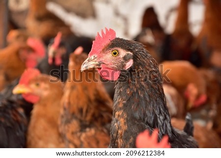 Head of a rooster with a red tufted on a blurred background close-up