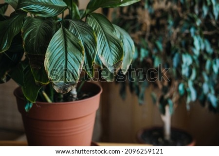 Houseplants diseases. Indoor plants Diseases Disorders Identification and Treatment, Houseplants sun burn. Female hands cutting Damaged Leaves Seletive focus Royalty-Free Stock Photo #2096259121