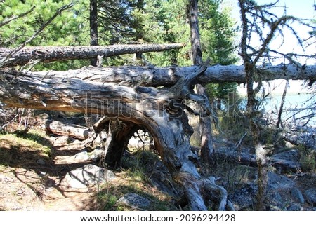 An old fallen large tree in the Altai mountains