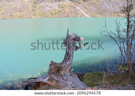 Landscape the root of an old tree on the shore of a clean Altai lake