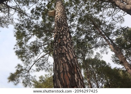 Natural Pinus roxburghii blooming tree picture-Pinus roxburghii-Evergreen Forest of Pine Trees-The forest trees are predominantly comprised of Pinus roxburghii (Chir Pine) Royalty-Free Stock Photo #2096297425