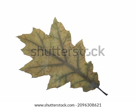 Dried leaves of trees and plants herbarium on white background 
