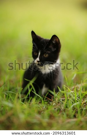 Black and white kitten rest in the green grass.