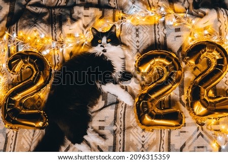 Christmas cat 2022. Black cute kitten with gold foil balloons number 2022 new year on festive cozy knitted blanket at sweet home. Good New Year spirit. Ready postcard 2022. Happy New Year animal, pet